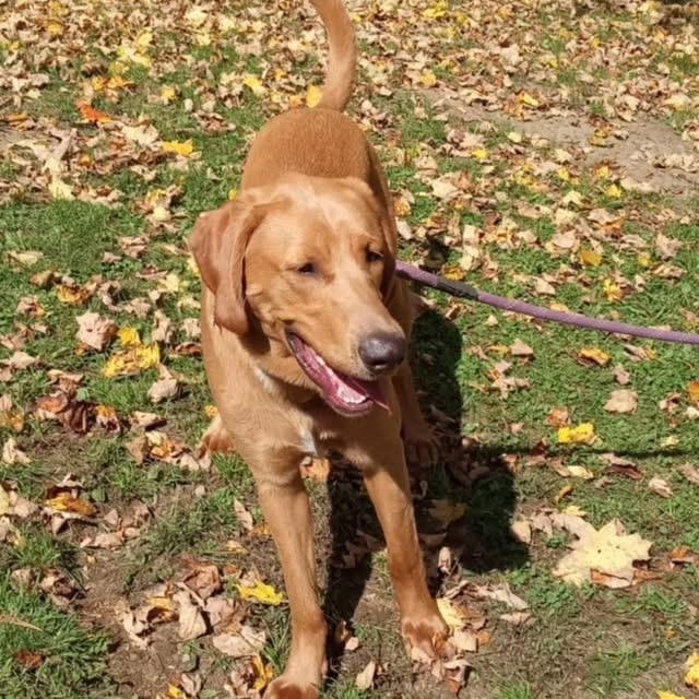 Enlarge Charlie, a Adoptable mixed breed in Jay, NY image 2/6