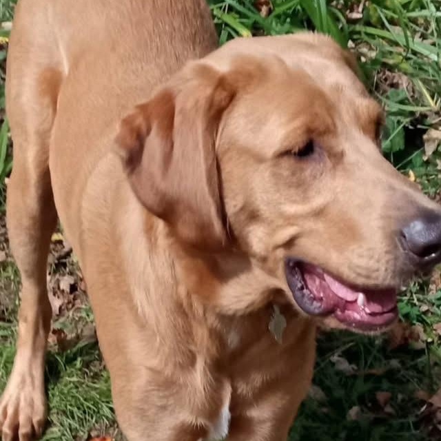 Enlarge Charlie, a Adoptable mixed breed in Jay, NY image 3/6