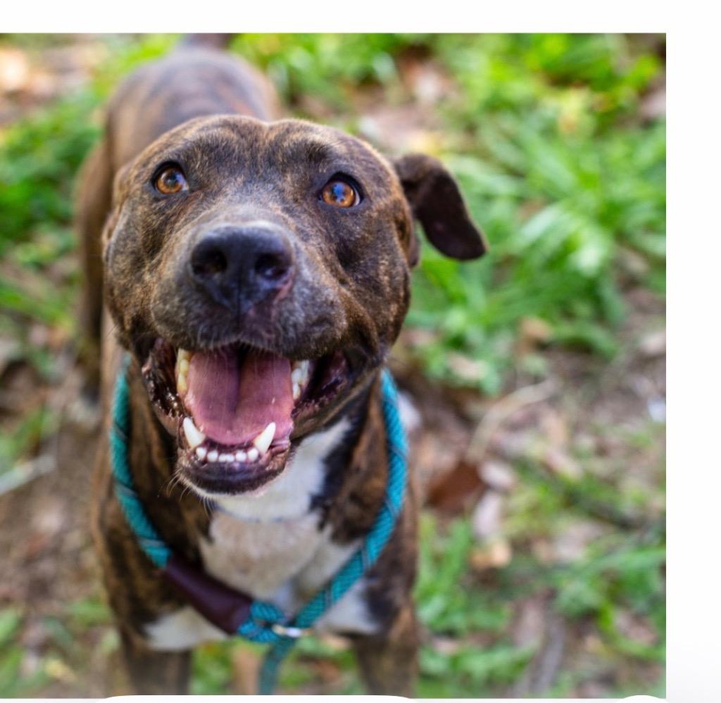 Enlarge Rigby 26, a Adoptable mixed breed in Brookhaven, MS image 1/1