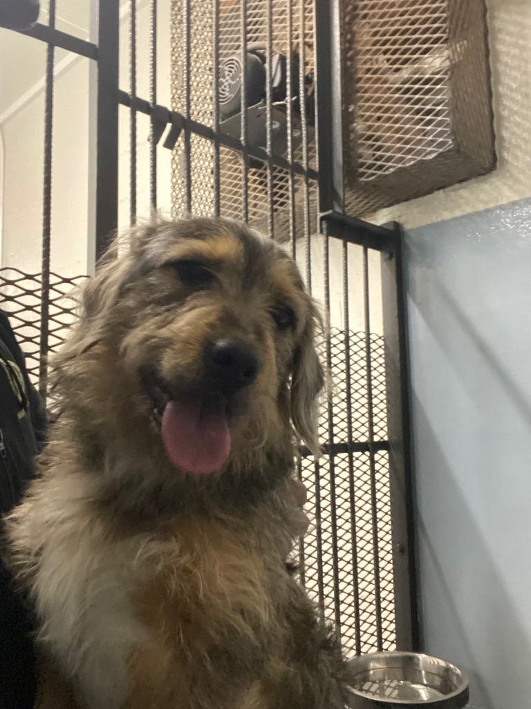 Norton, a Adoptable mixed breed in Cartersville , GA image 1/3