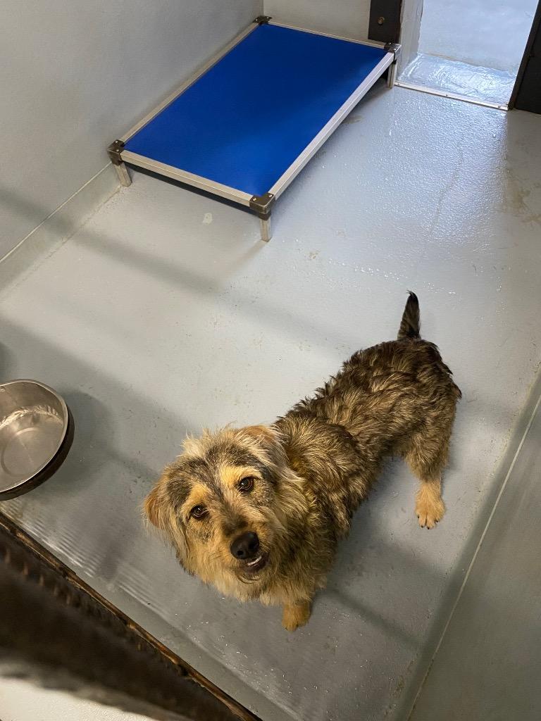 Norton, a Adoptable mixed breed in Cartersville , GA image 2/3