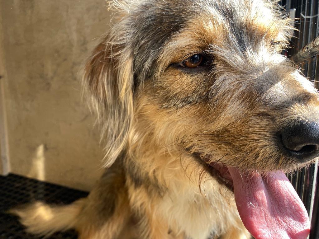 Norton, a Adoptable mixed breed in Cartersville , GA image 3/3