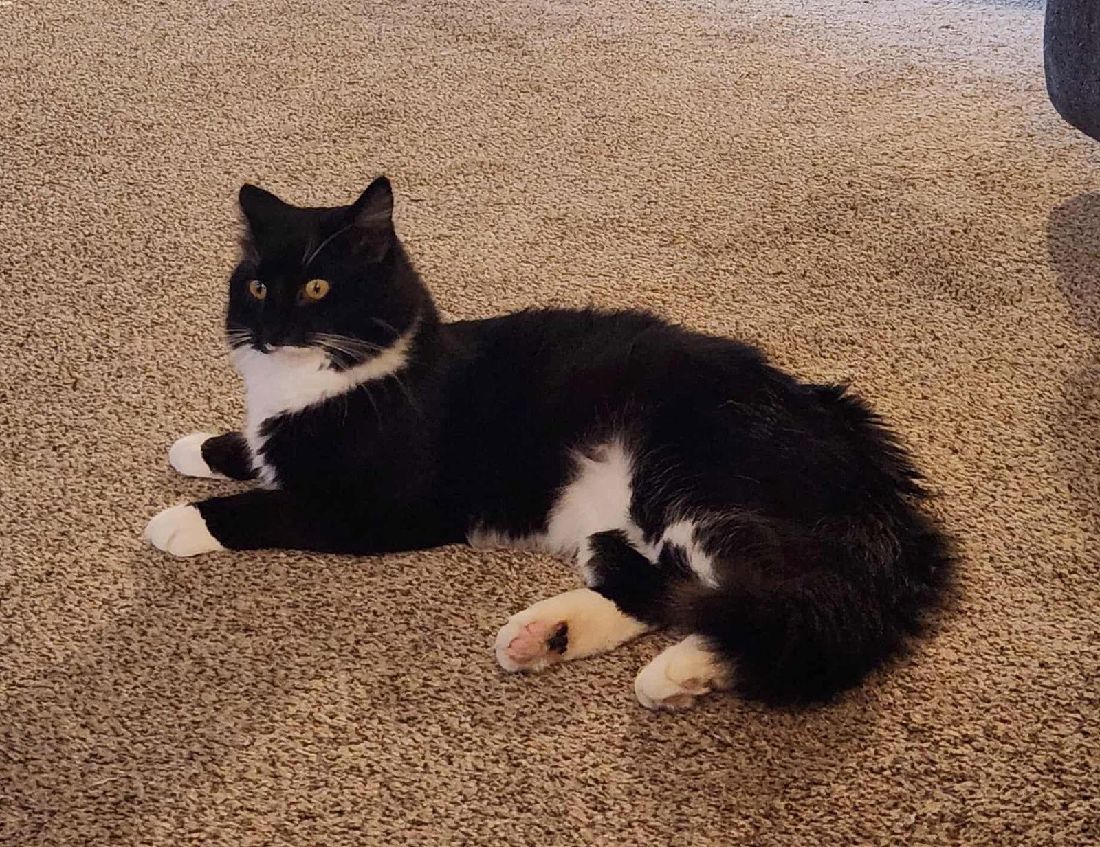 Dakotah, Adoptable, Adult Male Domestic Long Hair & Domestic Medium Hair.