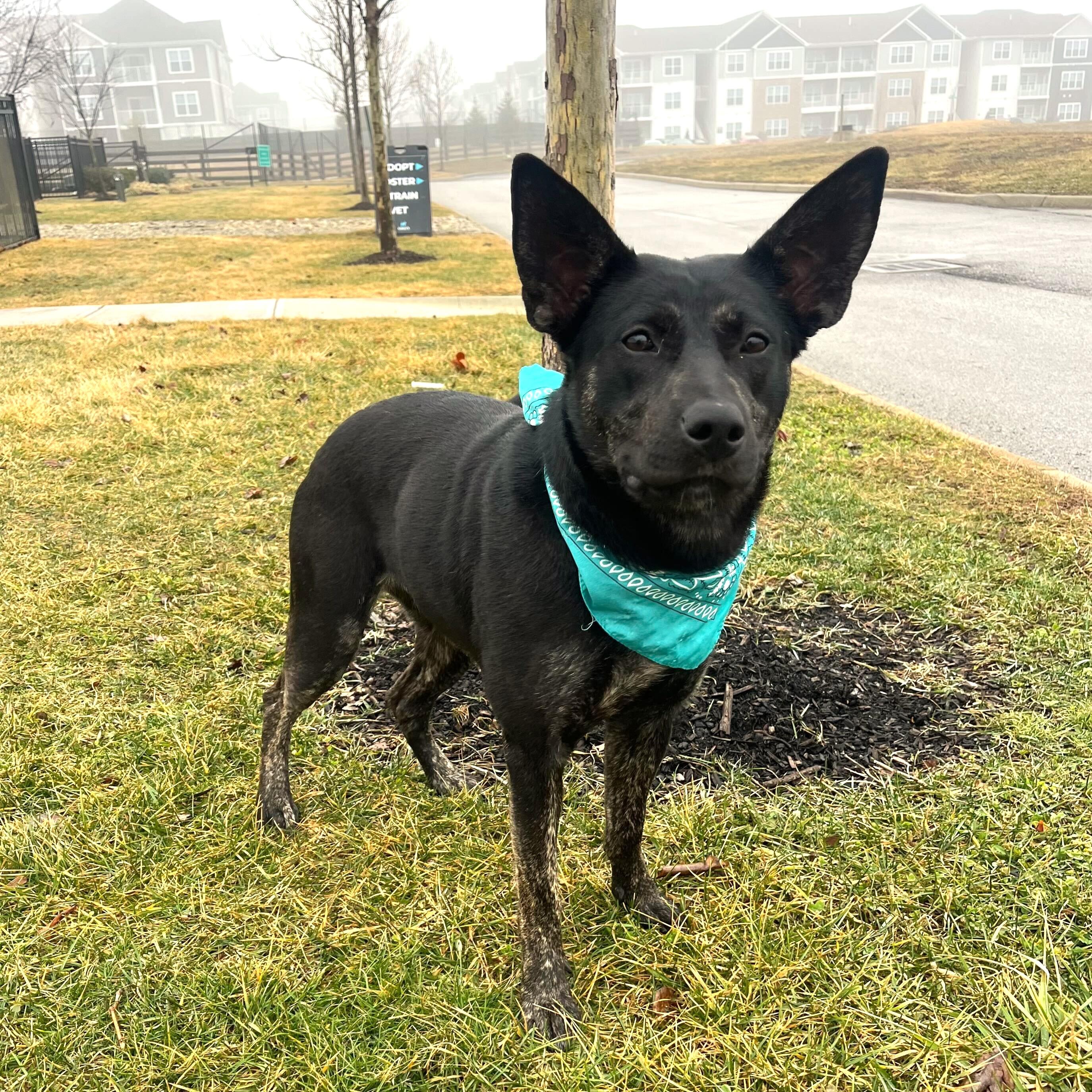 Clementine, an adoptable mixed breed in Canal Winchester, OH image 2/6