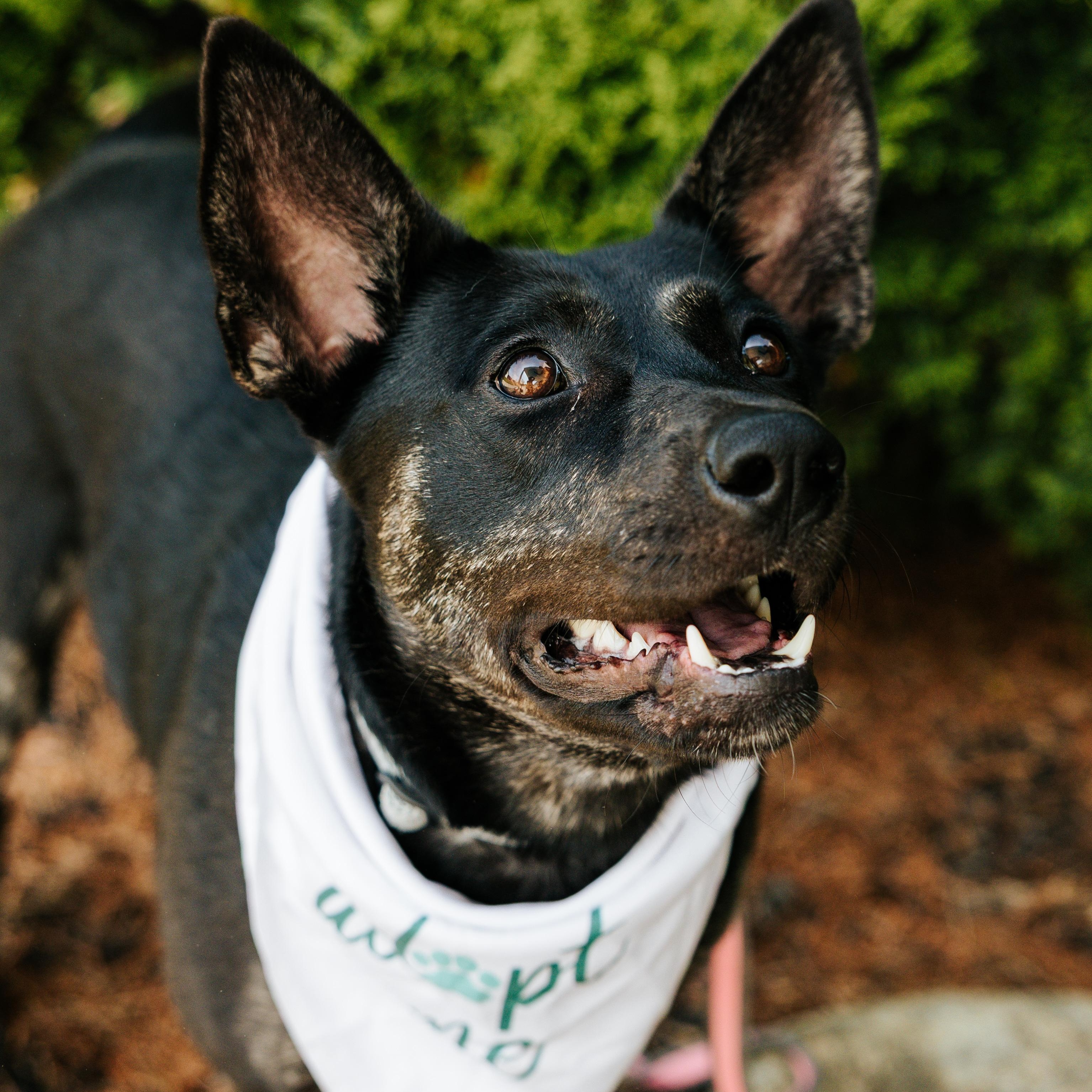 Clementine, adoptable, Young Female Mixed Breed.