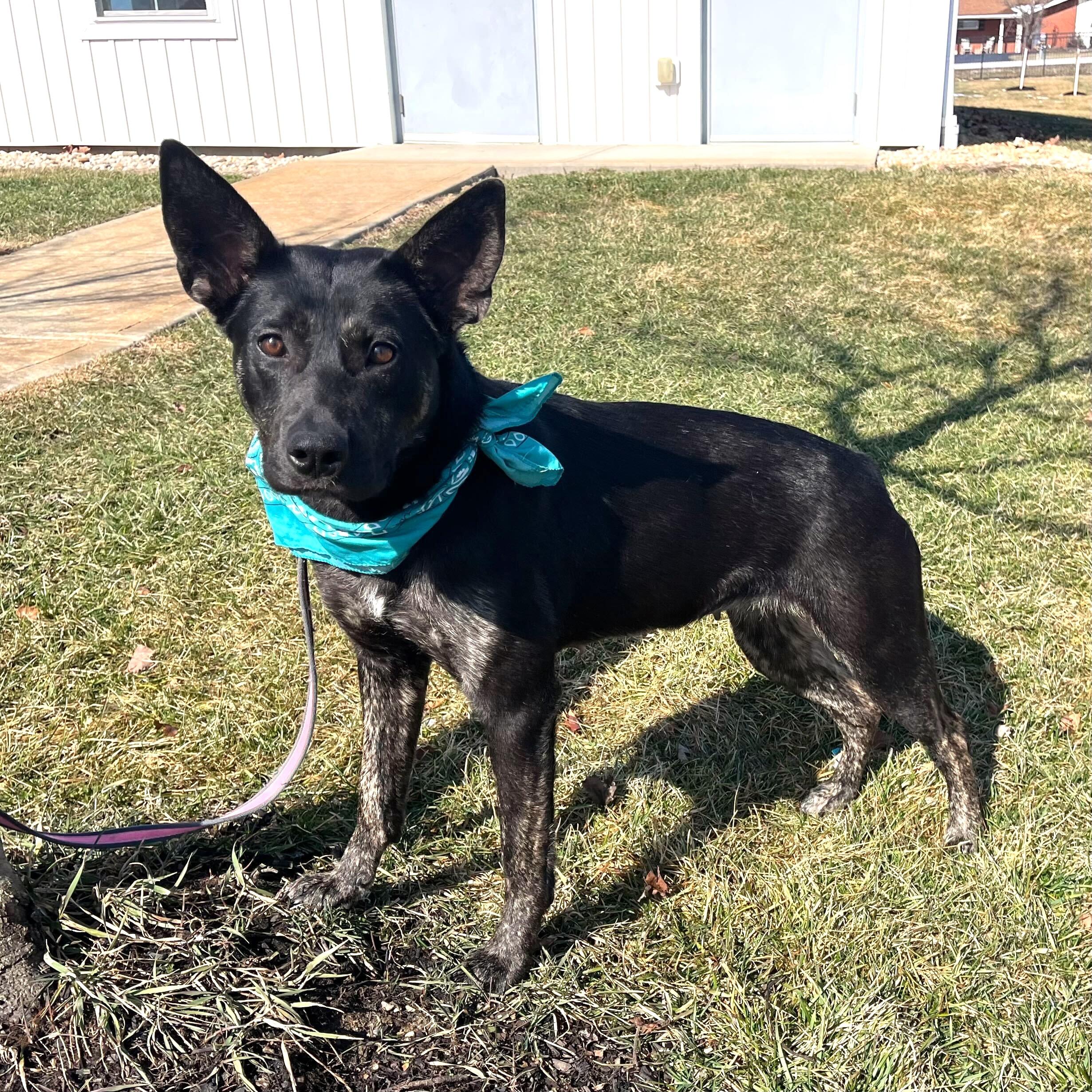 Clementine, an adoptable mixed breed in Canal Winchester, OH image 5/6