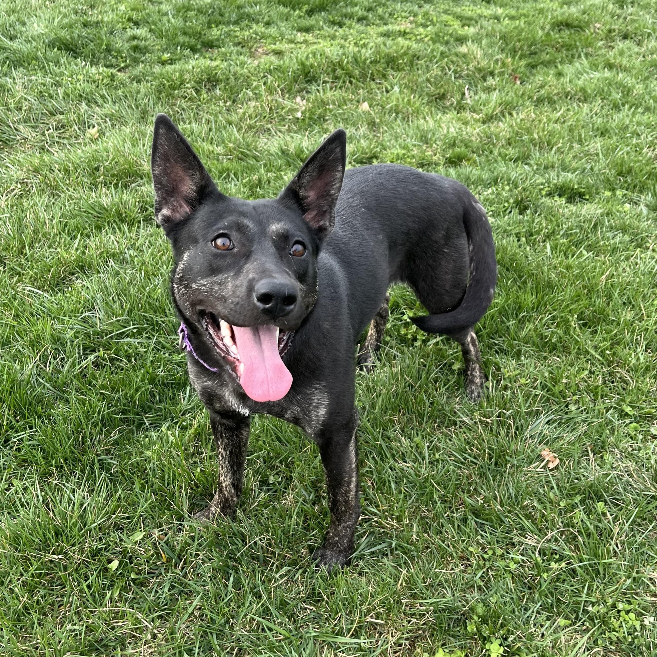 Clementine, adoptable, Young Female Australian Kelpie.