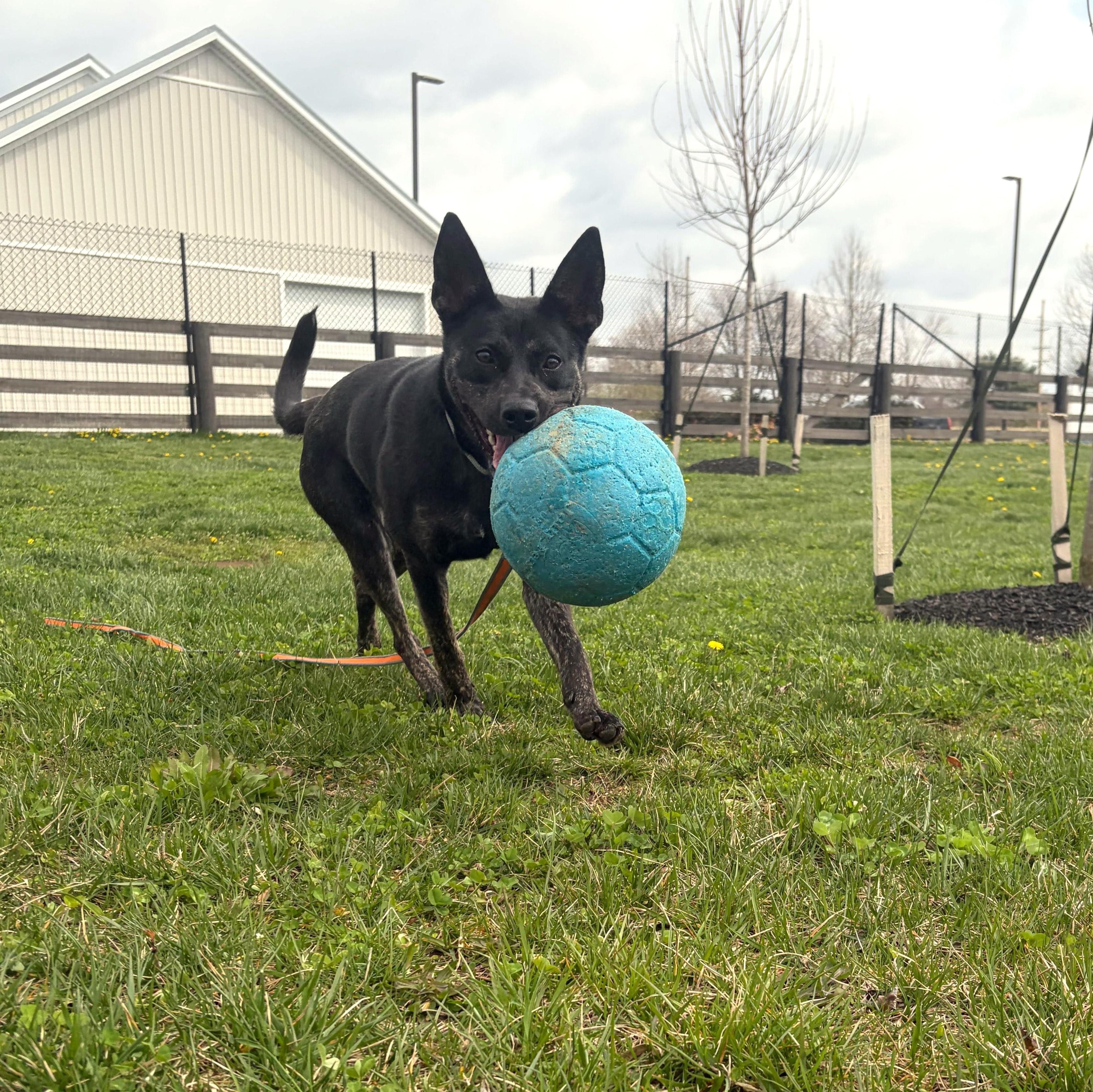 Enlarge Clementine, an adoptable mixed breed in Canal Winchester, OH image 6/6