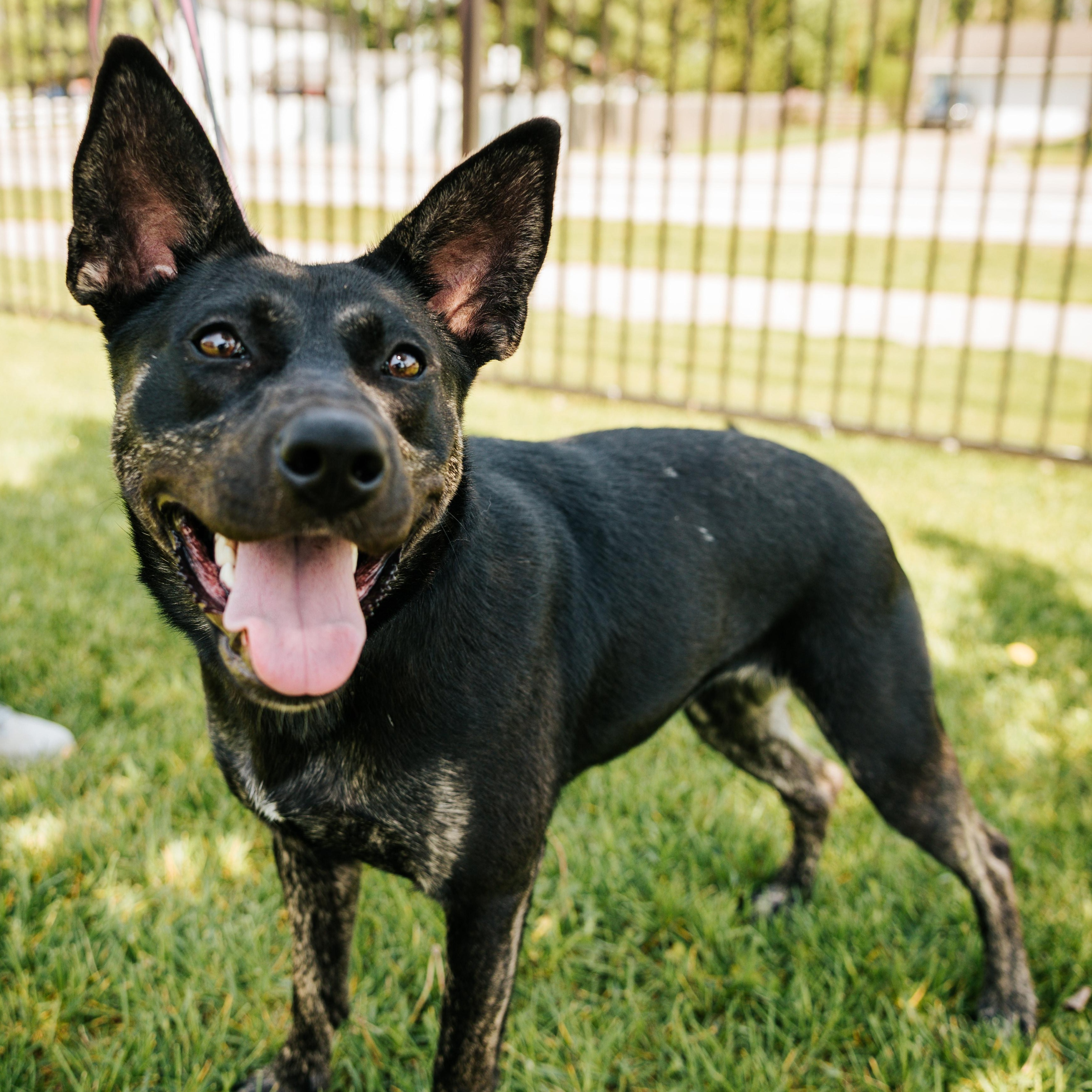 Enlarge Clementine, an adoptable mixed breed in Canal Winchester, OH image 4/6