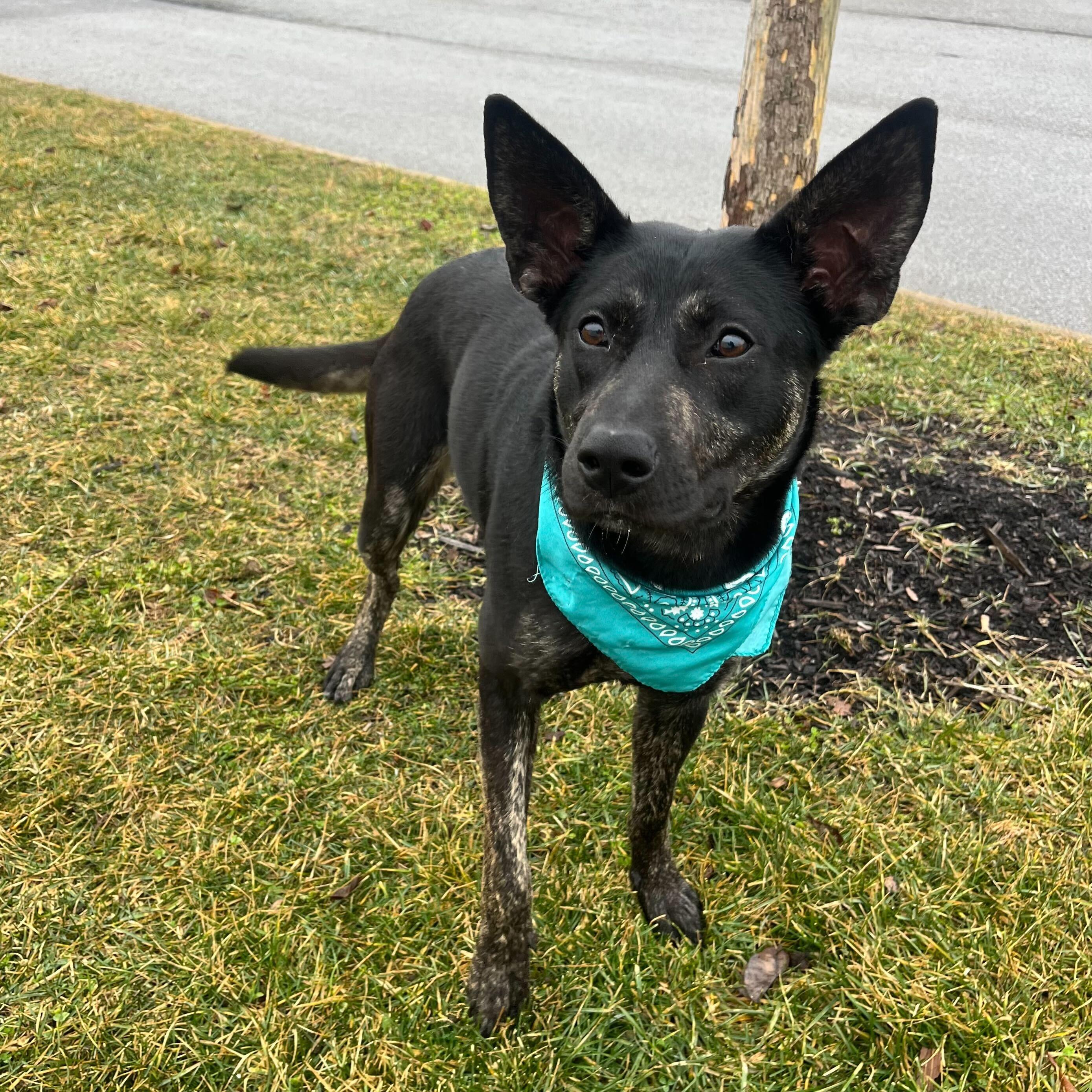 Clementine, an adoptable mixed breed in Canal Winchester, OH image 3/6