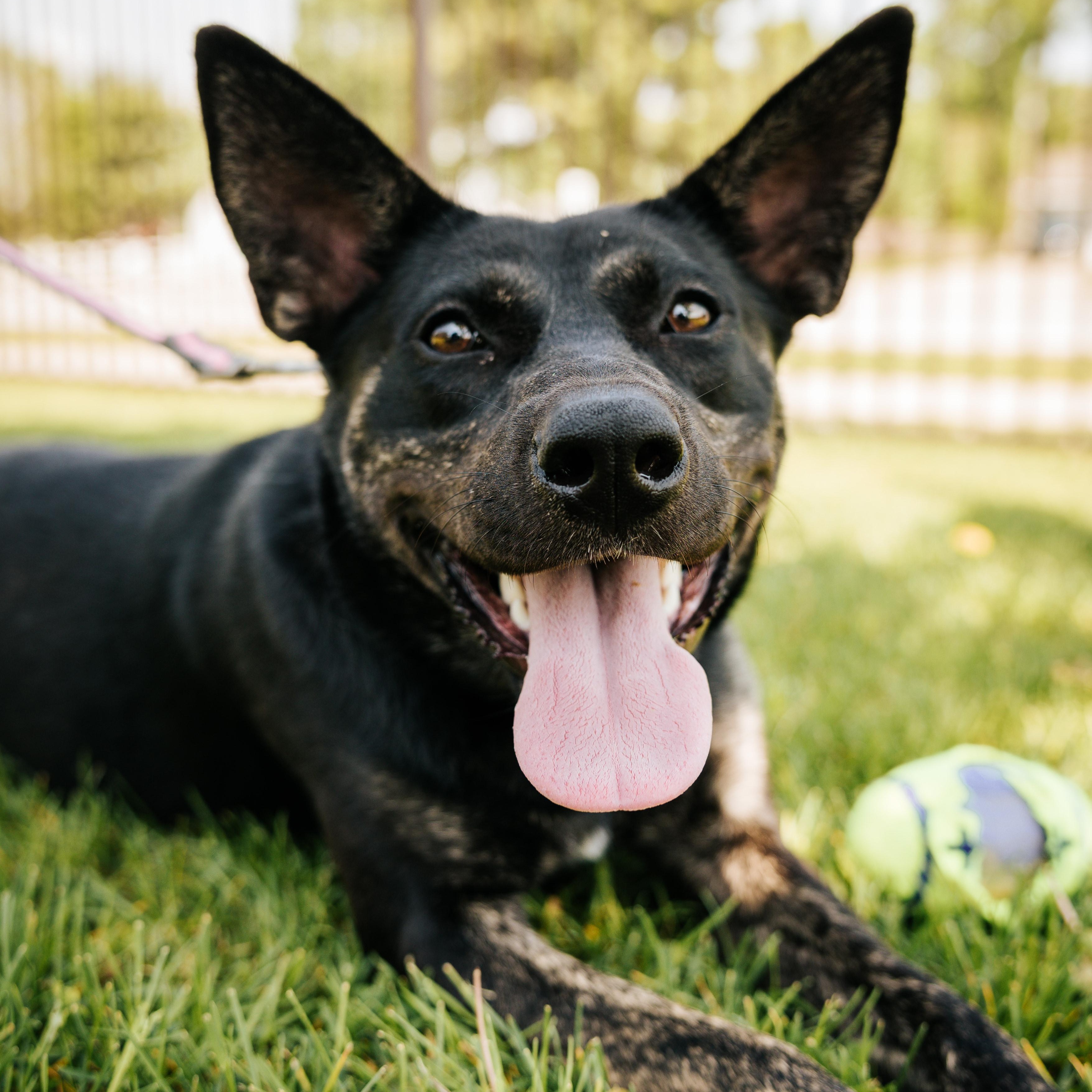 Enlarge Clementine, an adoptable mixed breed in Canal Winchester, OH image 3/6
