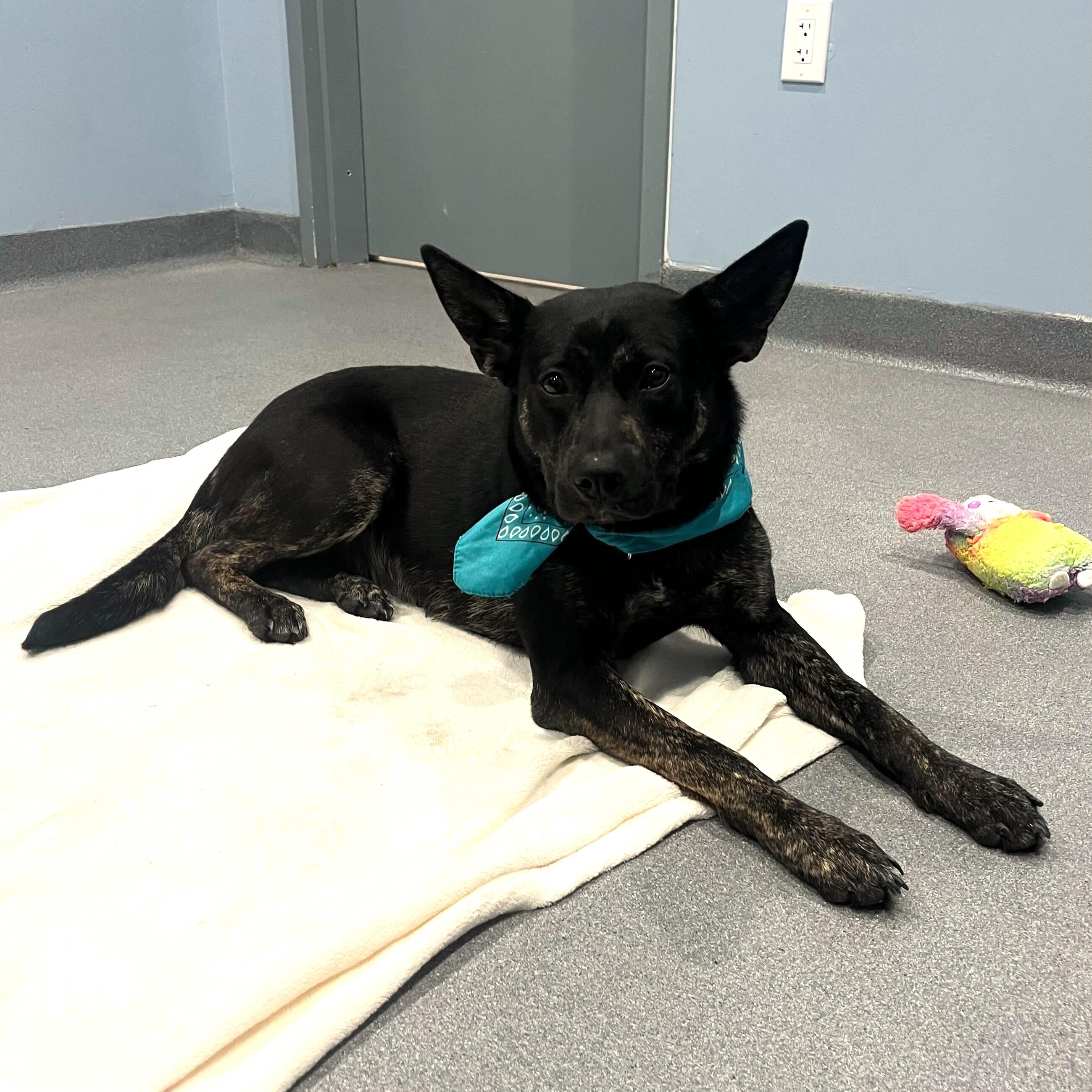 Clementine, an adoptable mixed breed in Canal Winchester, OH image 4/6