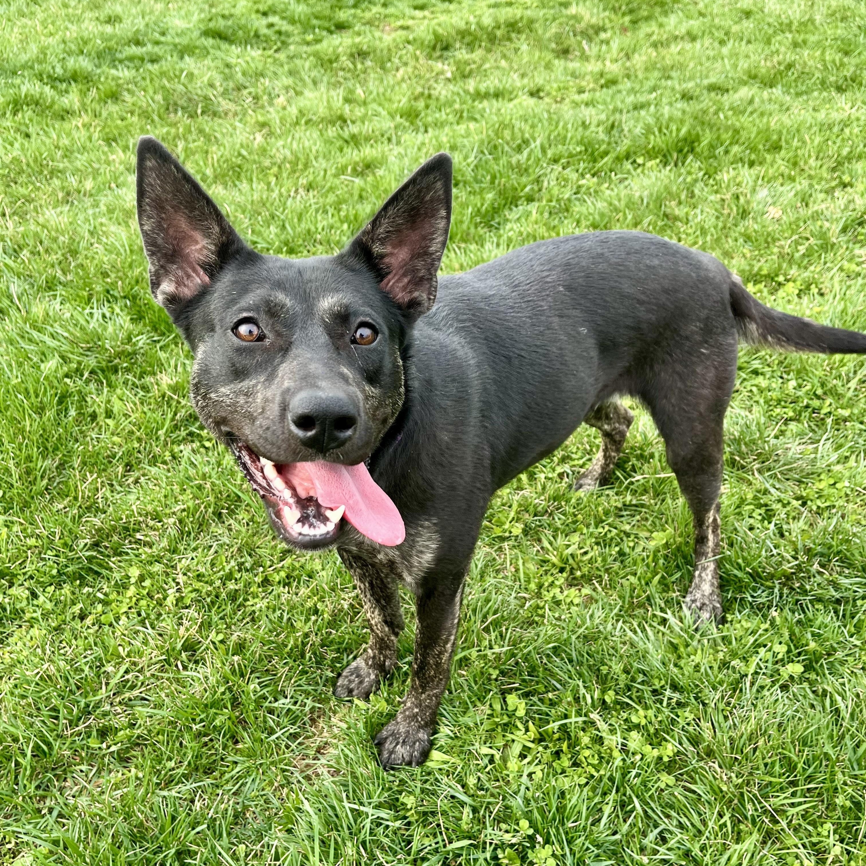 Clementine, an adoptable mixed breed in Canal Winchester, OH image 6/6