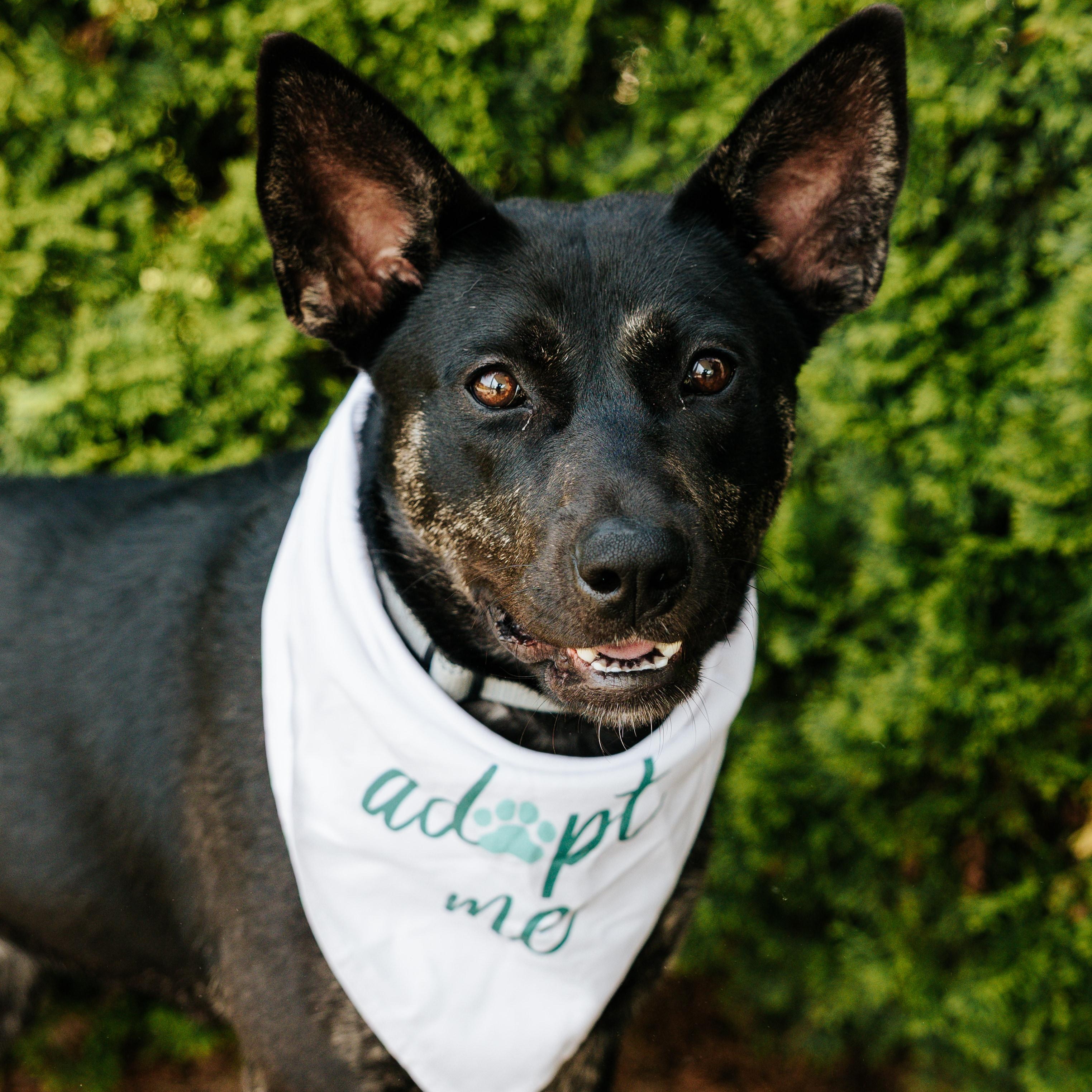 Clementine, adoptable, Young Female Mixed Breed.