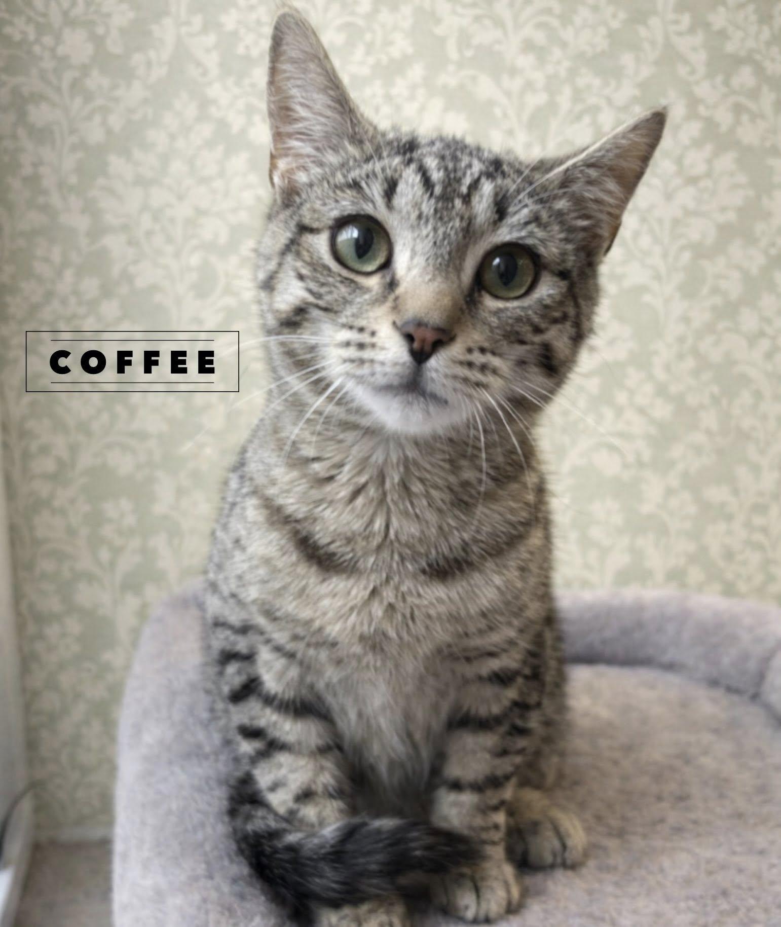 Enlarge Coffee , a ADOPTABLE Tabby in Webster, NY image 1/1