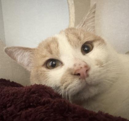 Aussie, Adoptable, Young Male Domestic Medium Hair & Domestic Short Hair.