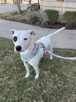 Enlarge S'more 51450, an adoptable Mixed Breed in Oklahoma City, OK image 1/3