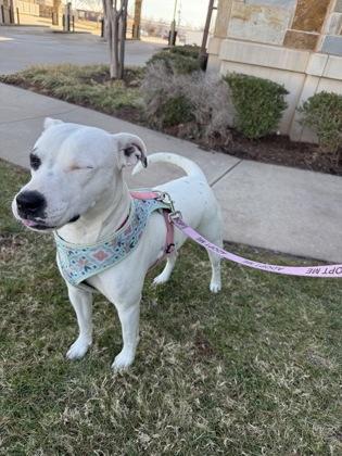 Enlarge S'more 51450, an adoptable Mixed Breed in Oklahoma City, OK image 2/3
