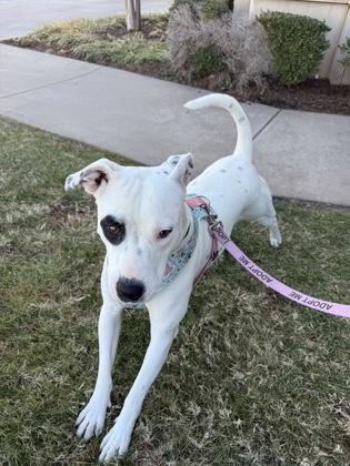 Enlarge S'more 51450, an adoptable Mixed Breed in Oklahoma City, OK image 3/3