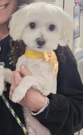 Enlarge Sammy, an adopted mixed breed in Oak Ridge, NJ image 2/2