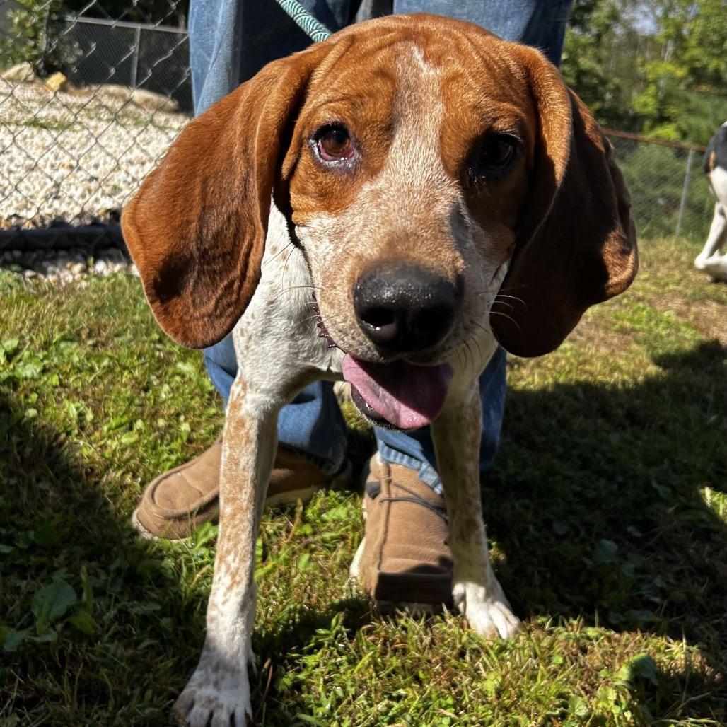 Phineas, Adoptable, Adult Male Treeing Walker Coonhound.