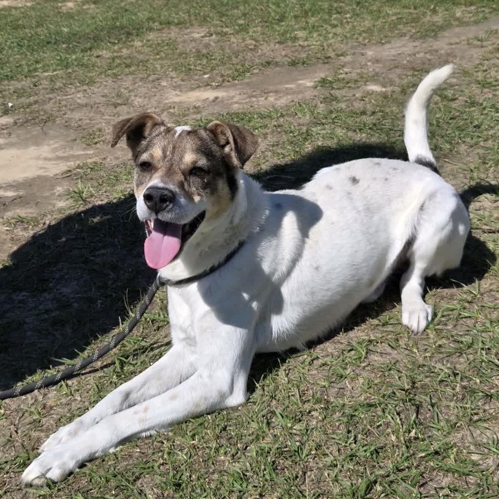 Enlarge Bud, a Adoptable mixed breed in Hattiesburg, MS image 1/2