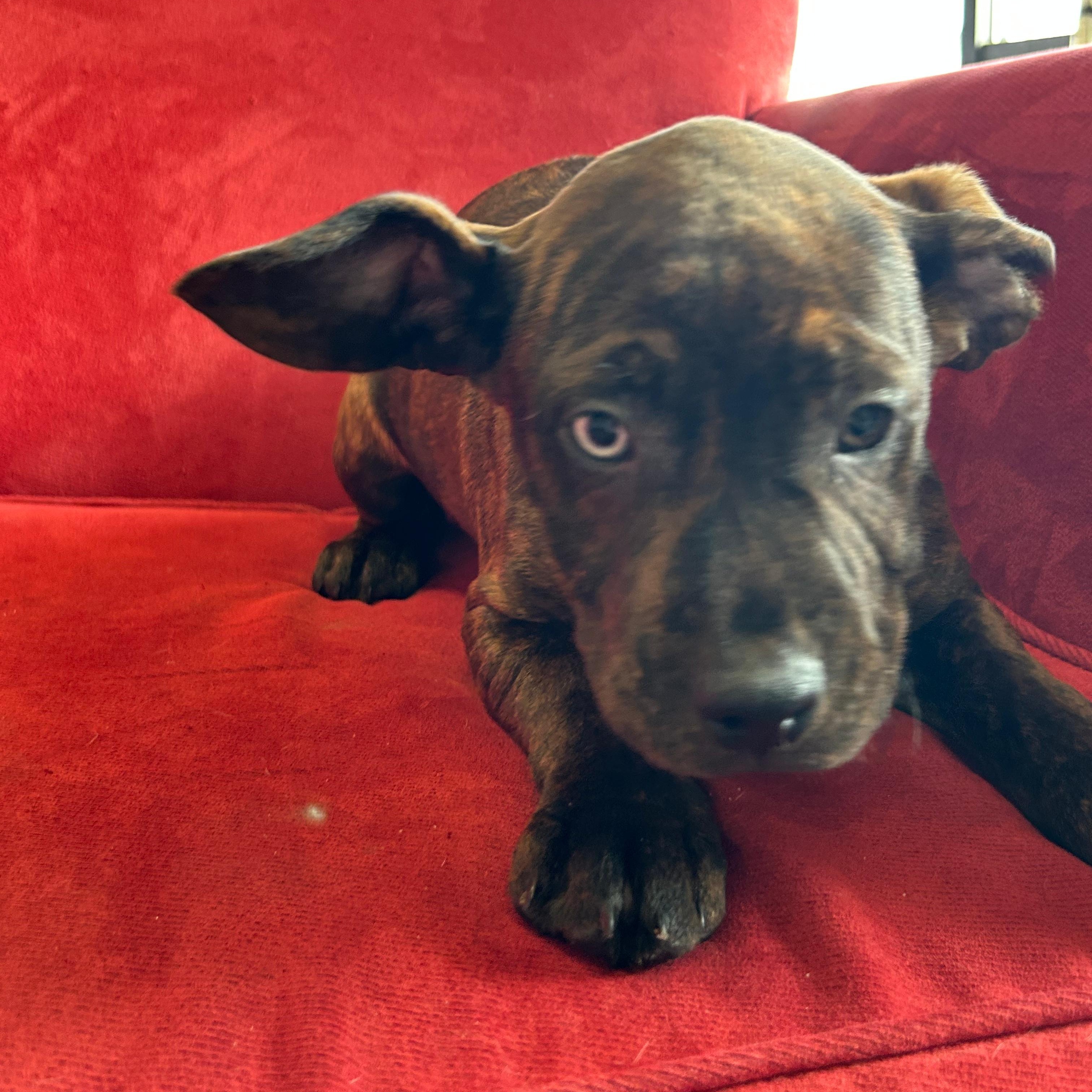 Enlarge Rhett, an adopted mixed breed in Midland, MI image 4/5