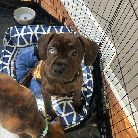 Enlarge Rhett, an adopted mixed breed in Midland, MI image 3/5