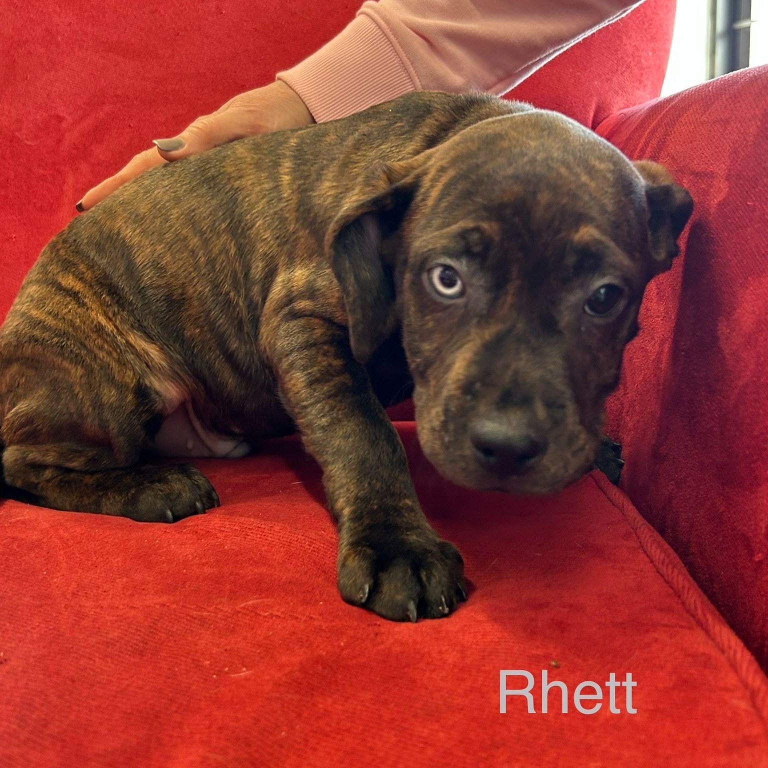 Enlarge Rhett, an adopted mixed breed in Midland, MI image 5/5