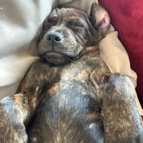 Enlarge Rhett, an adopted mixed breed in Midland, MI image 2/5