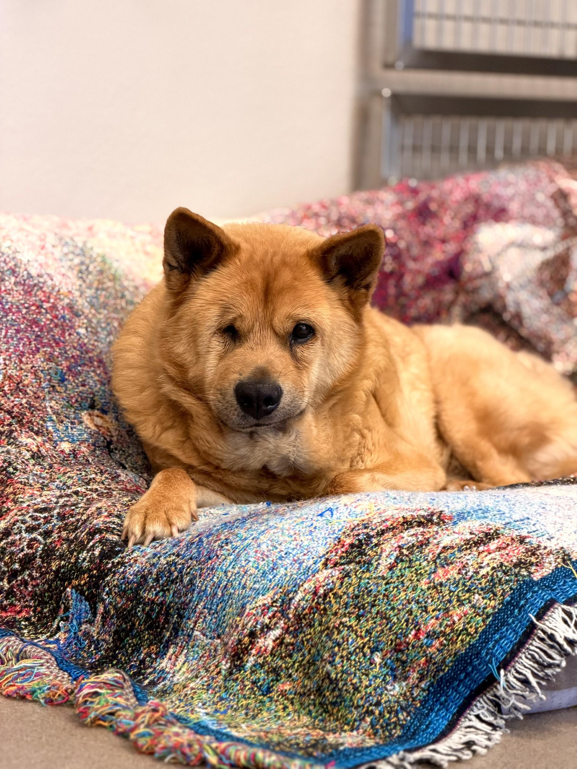 Hachi, a ADOPTABLE Mixed Breed in Mount Juliet, TN image 2/3