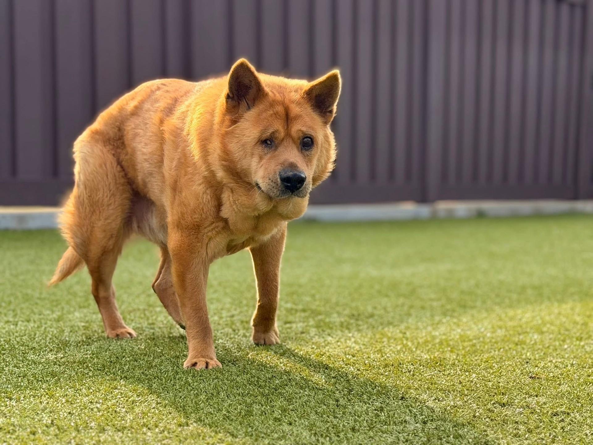Hachi, a ADOPTABLE Mixed Breed in Mount Juliet, TN image 3/3