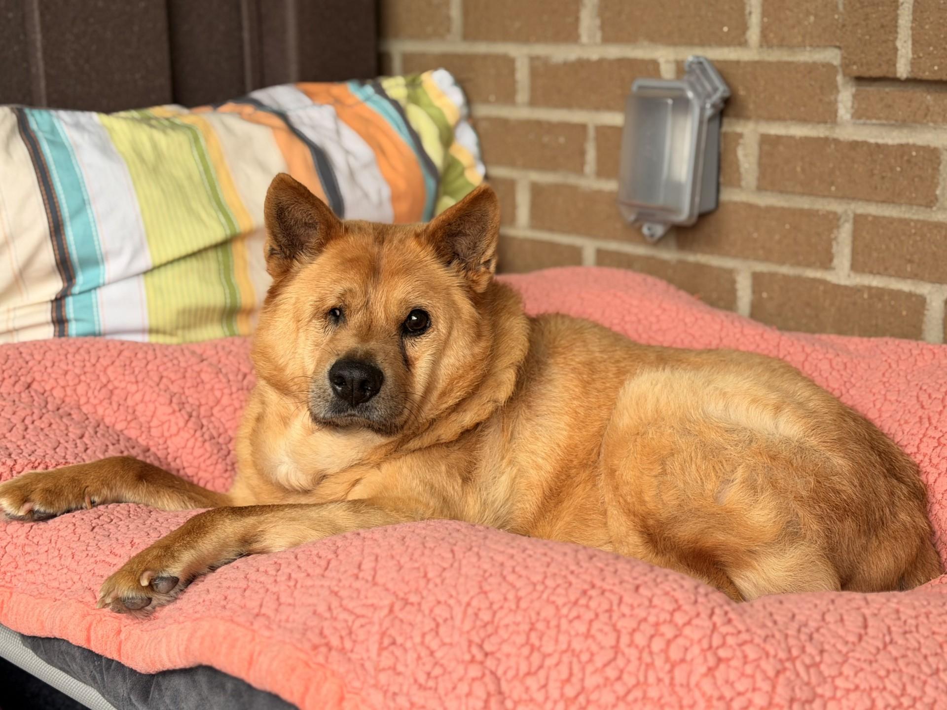Hachi, ADOPTABLE, Senior Male Mixed Breed.