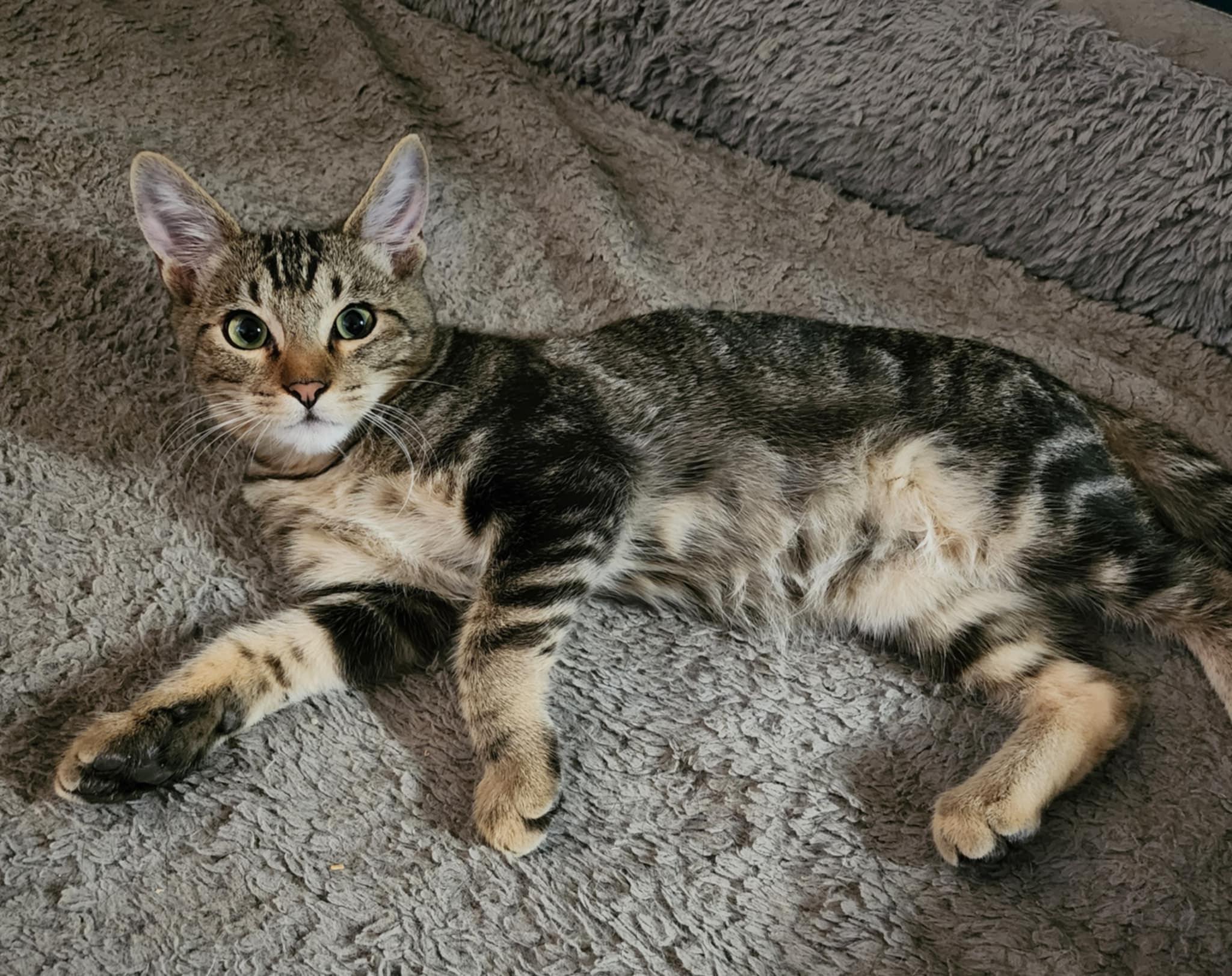 Lucca, Young Male Domestic Short Hair