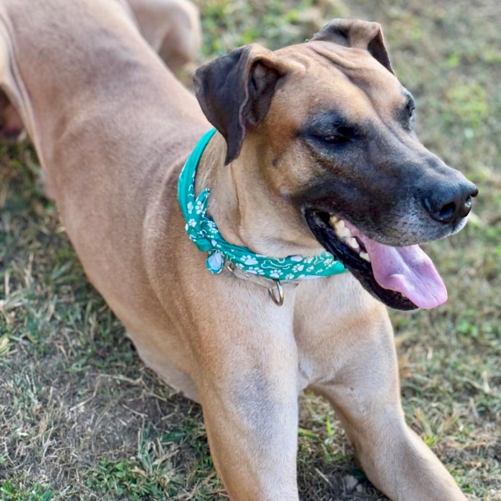 Apollo, a Adoptable Great Dane in Joppa, AL image 4/5