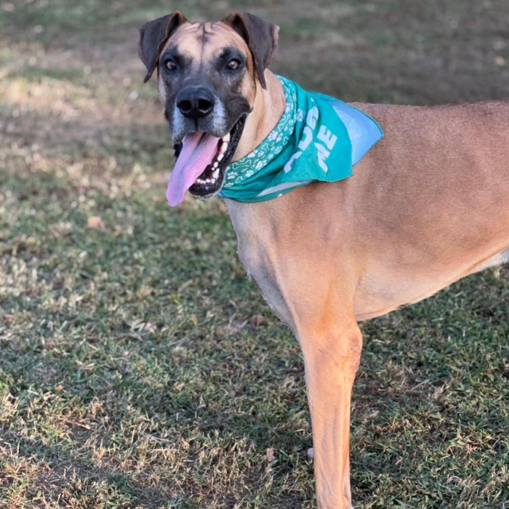 Apollo, a Adoptable Great Dane in Joppa, AL image 2/5