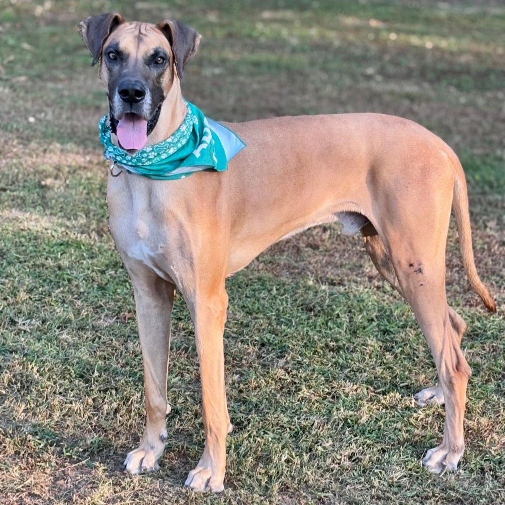 Apollo, a Adoptable Great Dane in Joppa, AL image 5/5