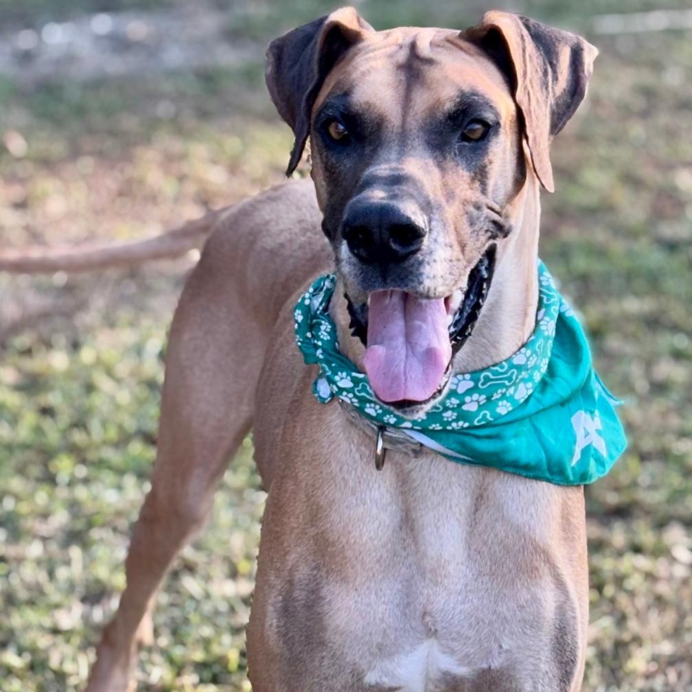 Apollo, Adoptable, Young Male Great Dane.