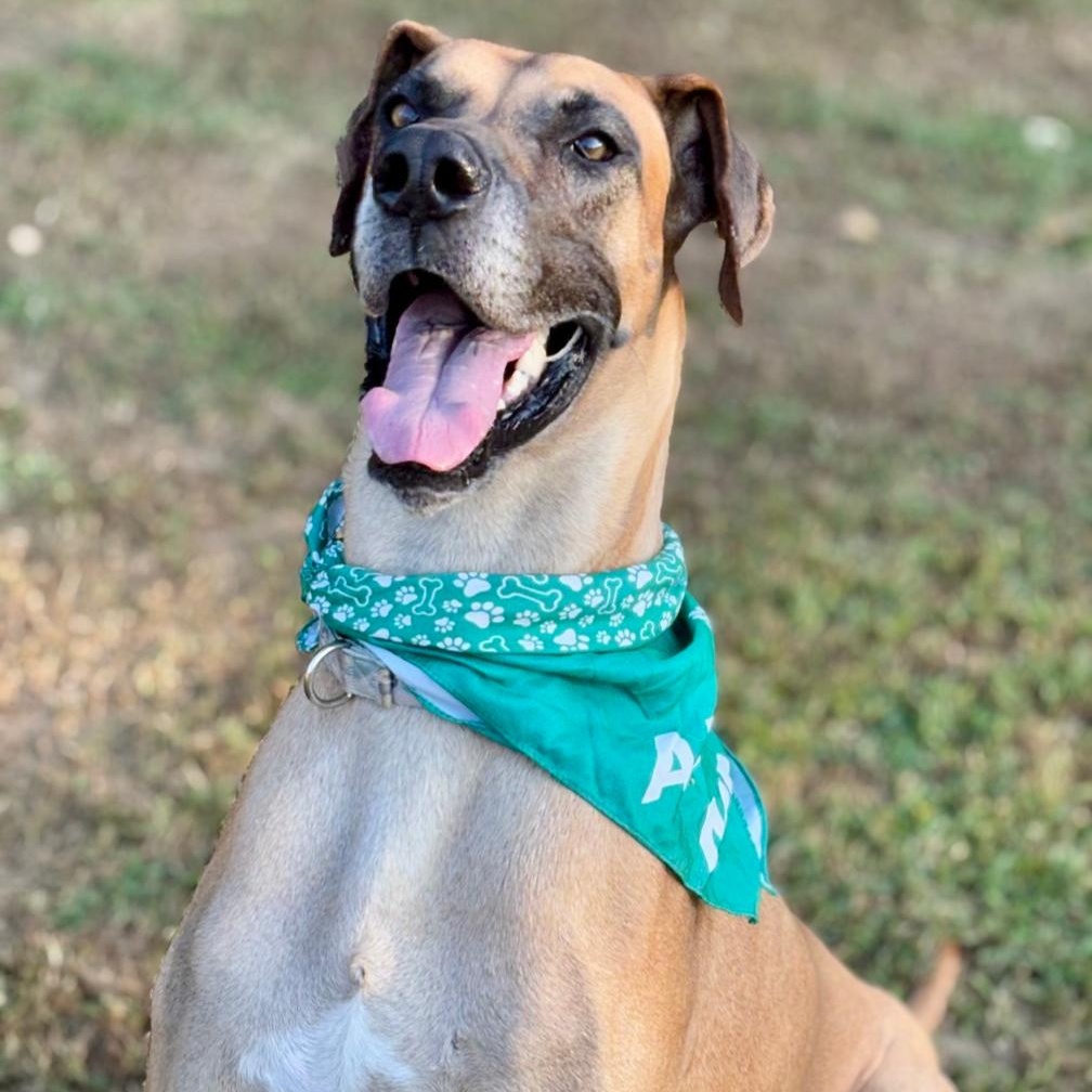 Apollo, a Adoptable Great Dane in Joppa, AL image 3/5