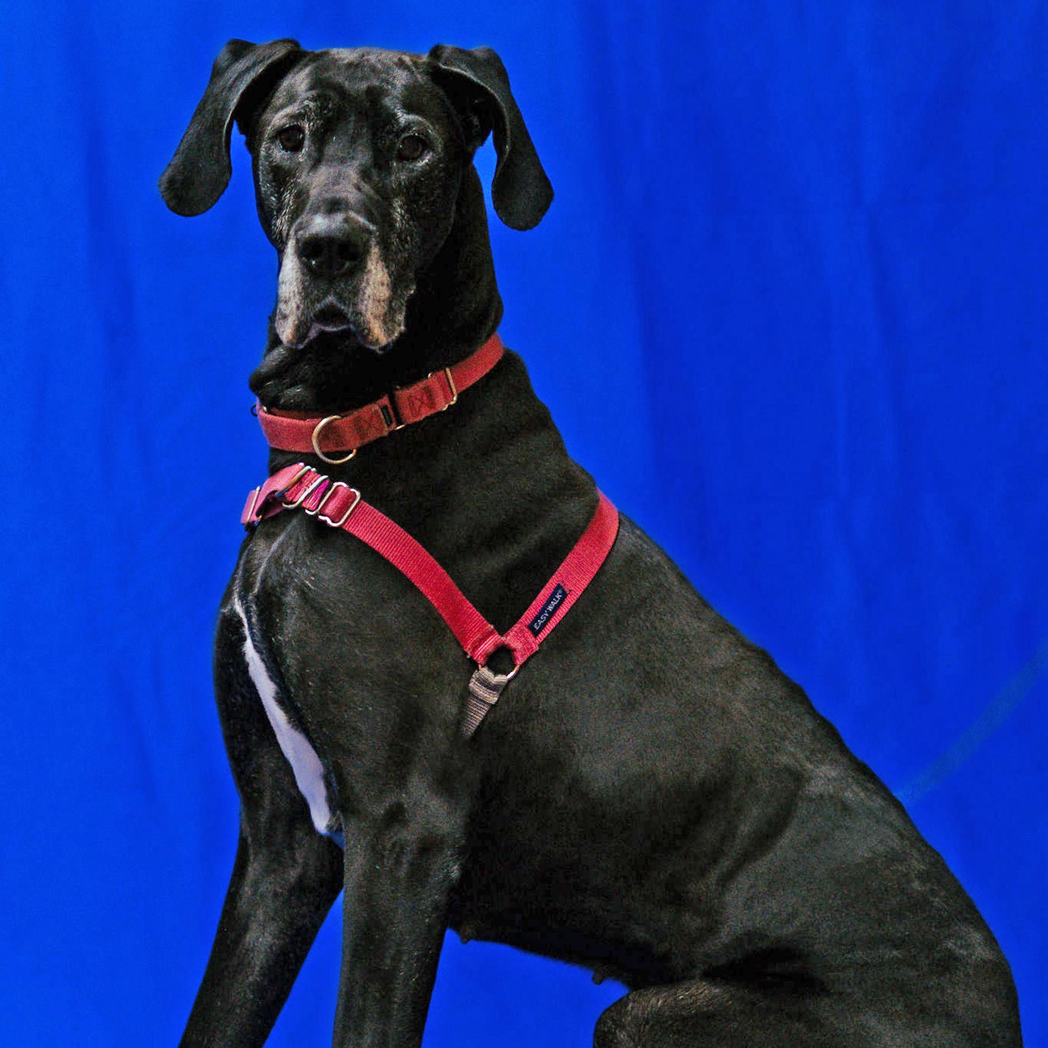 Olympia, ADOPTABLE, Adult Female Great Dane.