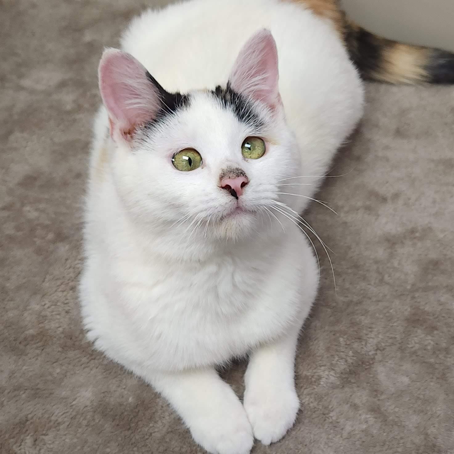 Enlarge Ham, a Adoptable Calico in Marshfield, WI image 2/6