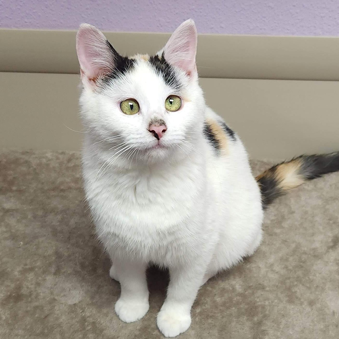 Enlarge Ham, a Adoptable Calico in Marshfield, WI image 1/6