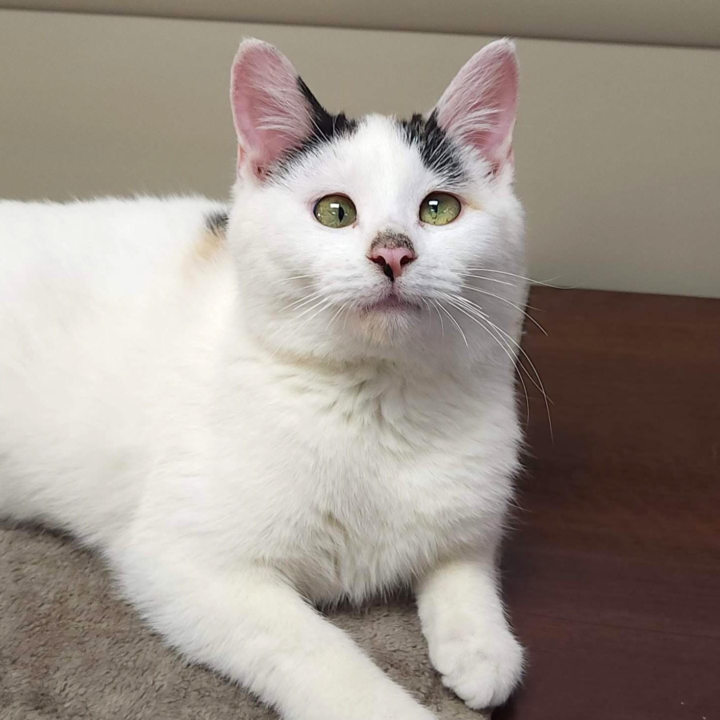 Enlarge Ham, a Adoptable Calico in Marshfield, WI image 3/6