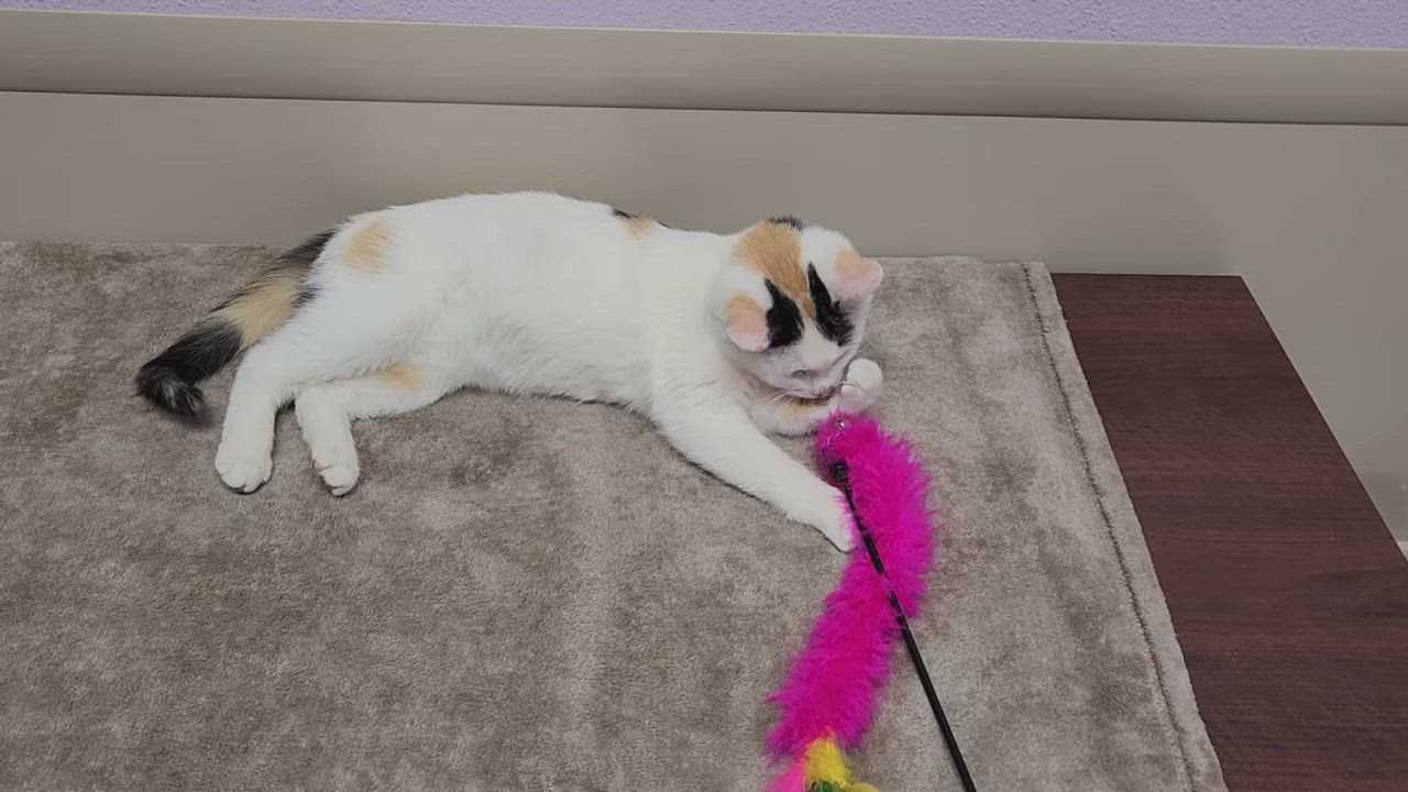 Enlarge Ham, a Adoptable Calico in Marshfield, WI video 6/6