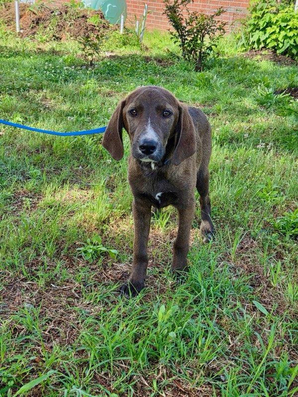 Enlarge Lilz Alyssa *LOCAL*, a Adopted mixed breed in Wakefield, RI image 1/3