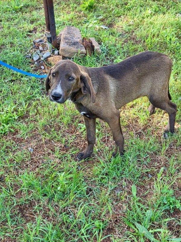Enlarge Lilz Alyssa *LOCAL*, a Adopted mixed breed in Wakefield, RI image 2/3