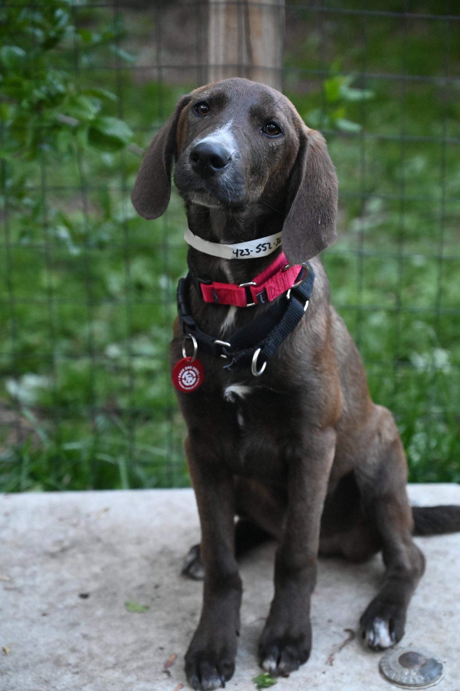 Enlarge Lilz Alyssa *LOCAL*, a Adopted mixed breed in Wakefield, RI image 3/3