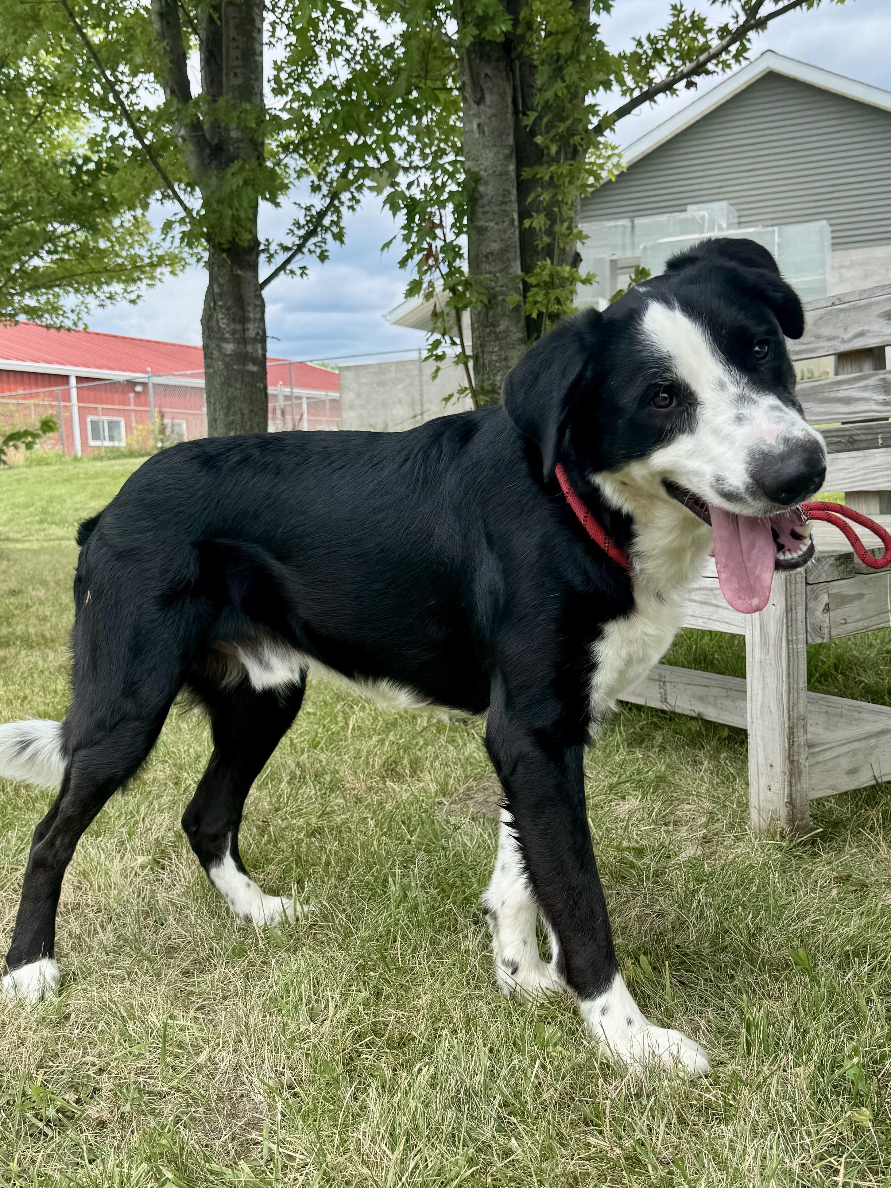 Liam, ADOPTABLE, Adult Male Border Collie.