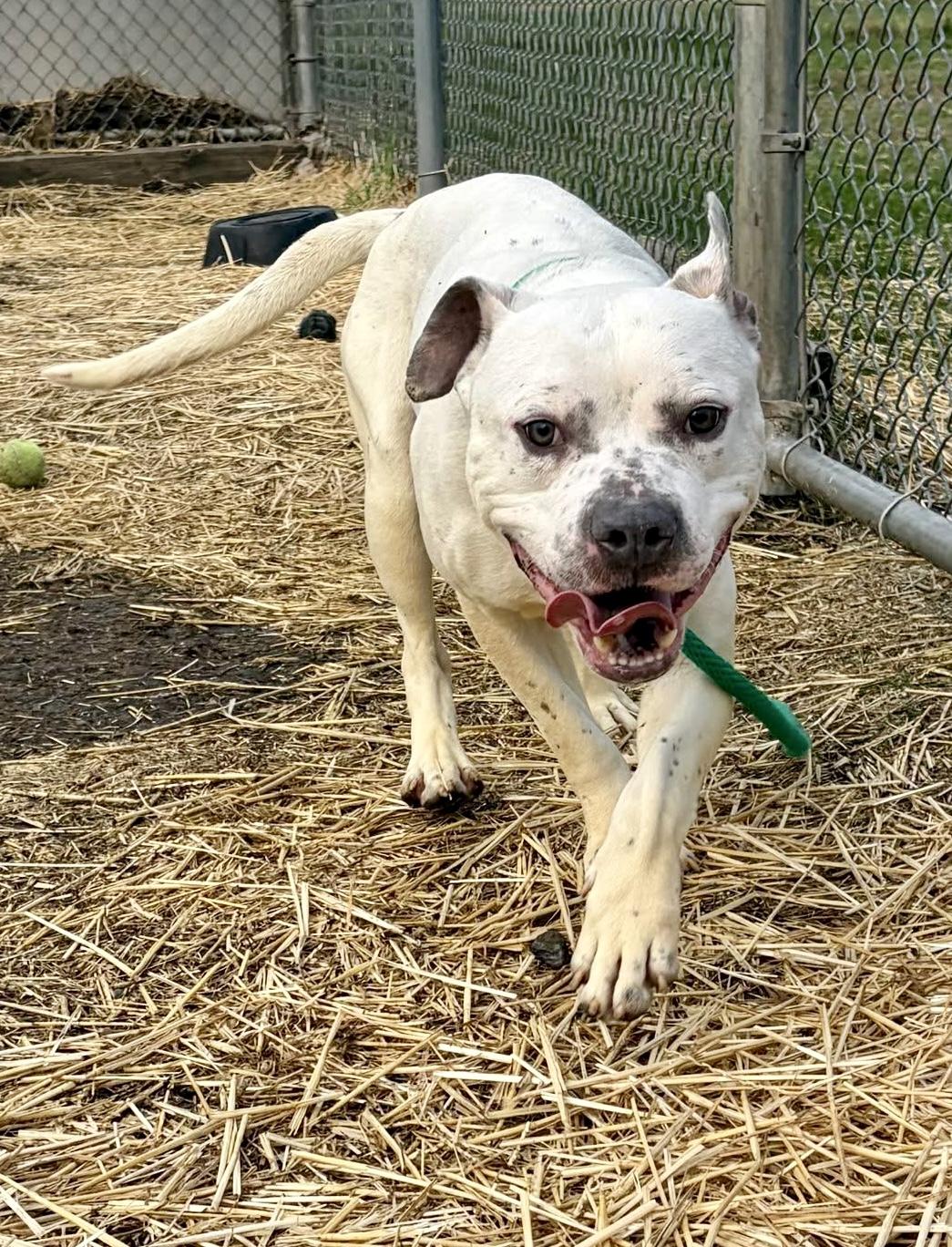 Enlarge Budino, a ADOPTABLE Pit Bull Terrier in Chicago, IL image 4/5