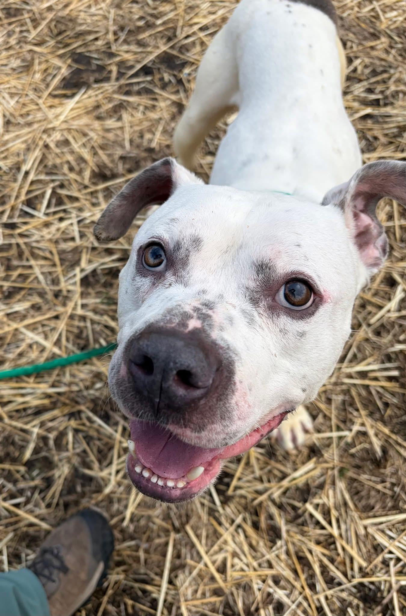 Enlarge Budino, a ADOPTABLE Pit Bull Terrier in Chicago, IL image 3/5